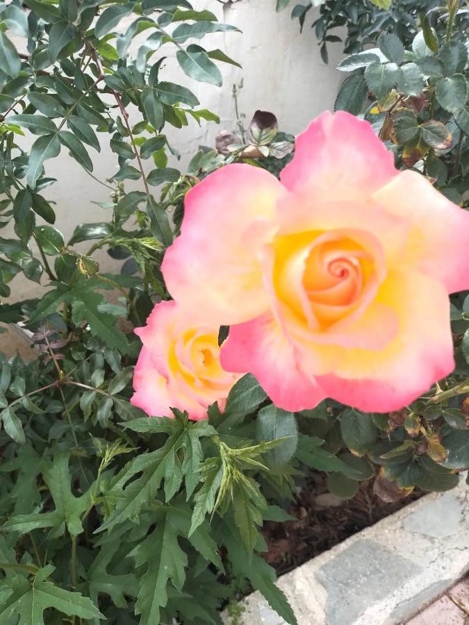 דירות לוטראקי Gelsomino House מראה חיצוני תמונה